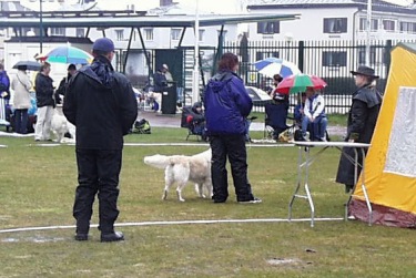 Bedmning av golden retriever