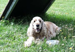 Agility i Kil 25 augusti 2001