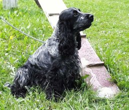 Agility i Kil 25 augusti 2001