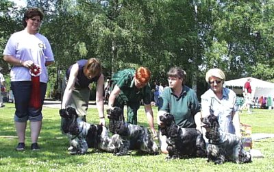 Uppfdargrupp Kennel Travis