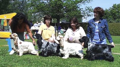 Uppfdargrupp Kennel Westerner